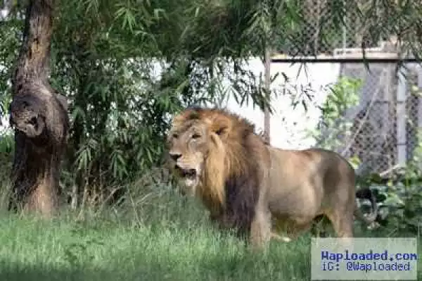 India "Arrests" 18 Lions After One Of Them Killed Three People